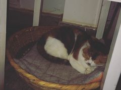 -Anne猫窝咖啡屋