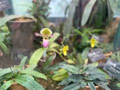 -中国科学院华南植物园