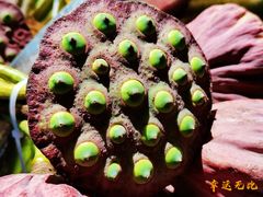 -野鸭湖国家湿地公园