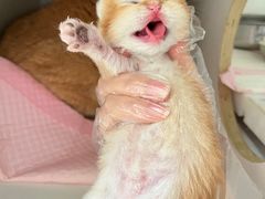 -lincat·猫舍(广州店)