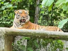 -清迈夜间动物园