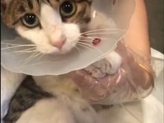 -宠爱国际动物医院· 猫科· 外科·中兽医(长白店)