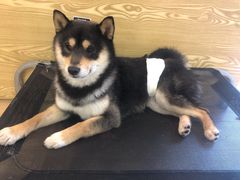 -南京Hallo宠物乐园·哈罗犬舍·柴犬繁育基地