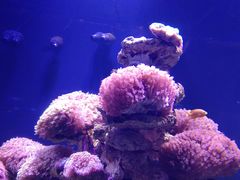 -芜湖新华联大白鲸海洋公园