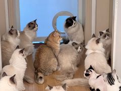 -有喵·猫咖·狗咖·30几只猫10只小狗(岗厦店)