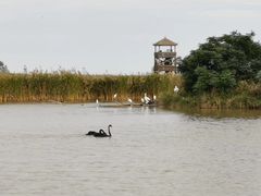 -盐城丹顶鹤湿地生态旅游区