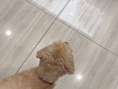 -申普宠物医院·眼科·心内科·影像科(普陀分院)
