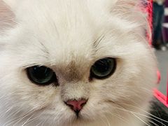-首开·龙湖成都西宸天街