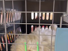 -瑞鹏宠物医院·骨科·猫科·内科(第一中心)