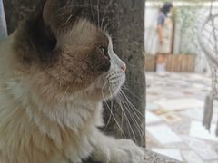 -喵屿·大理花园猫咖