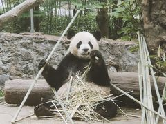 -都江堰中华大熊猫苑