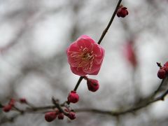 -香雪海