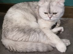 -飞行喵MR PILOT|猫舍·猫咖(静安大融城店)