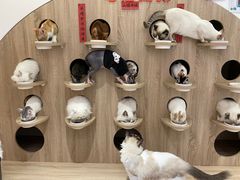-Umiao与猫咖啡 猫咖