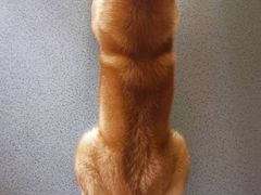 -喜柴咖啡·柴犬狗咖