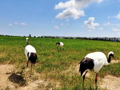 -盐城丹顶鹤湿地生态旅游区