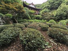 -十八棵（老龙井）御茶园(老龙井店)