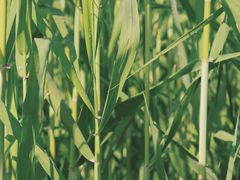 -四里河滨水生态公园