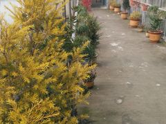 -桃园农庄·桃源宴