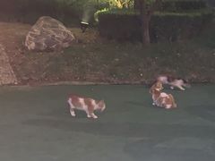 -怡咖啡·自助餐·西安香格里拉