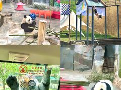 -栾川竹海野生动物园