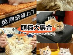 -欣宠猫屋·矮脚拿破仑·蓝金金渐层
