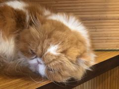 -more than meow吴止猫主题餐厅(承德 中船汇店)