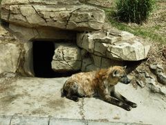 -北京野生动物园