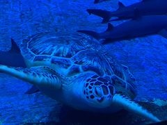 -芜湖新华联大白鲸海洋公园