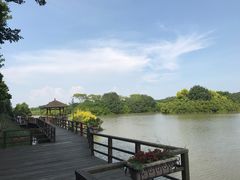 -大湾区中央湿地公园