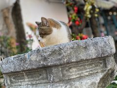 -喵屿·大理花园猫咖