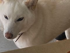 -柴务处·柴犬主题狗咖