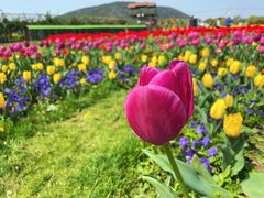 -苏州太湖西山岛开心农场