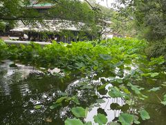 -桂湖森林公园