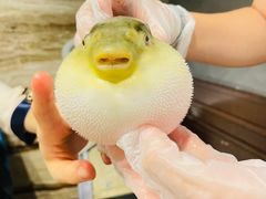 -肆月河豚·新淮扬(金融街店)