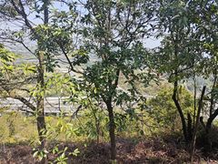 -黄埔油麻山森林公园