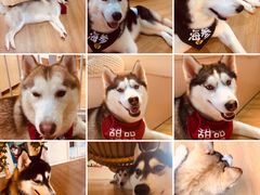 -Husky Go! 哈士奇体验馆·宠物咖啡厅狗咖