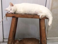 -金胜胖子牛肉锅贴(五福街店)