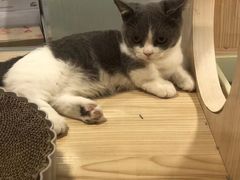 -屋虎猫馆(宝安大仟里店)