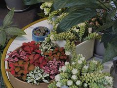 -循礼门鲜花花市(武汉循礼门店)