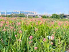 -坪山湿地公园