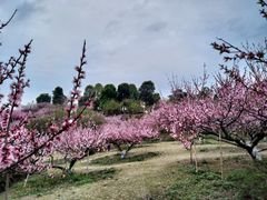 -秀丽东方