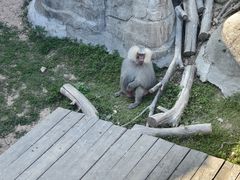 -大连森林动物园