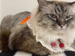 -怪兽屋·羊驼·猫咖·狗咖(俊华广场店)