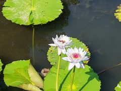 -云溪植物园
