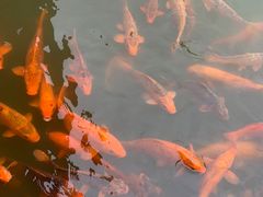 -永康小长城