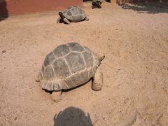 -辛玛王国游乐园