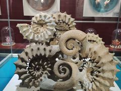 -青岛贝壳博物馆