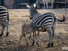 -沈阳森林动物园
