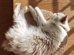 -猫にゃん · 猫的隐藏屋猫咖(麦地旗舰店)